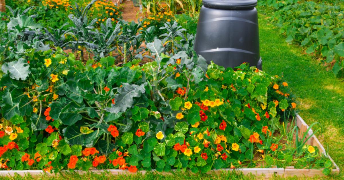 Redbridge Council: New allotment spaces to be created