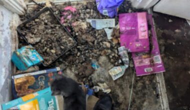 Bristol woman receives 10 year ban after cats found starving