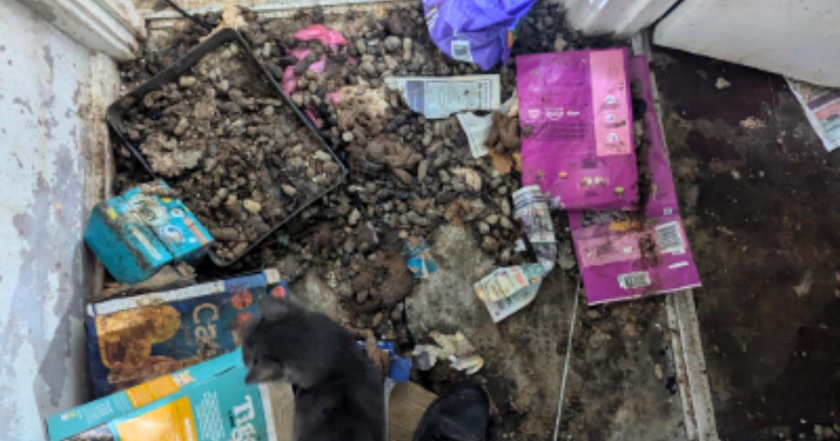 Bristol woman receives 10 year ban after cats found starving