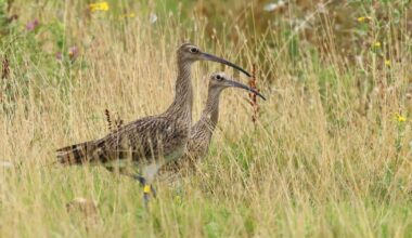 Almost 60 rare curlew have been released in Norfolk