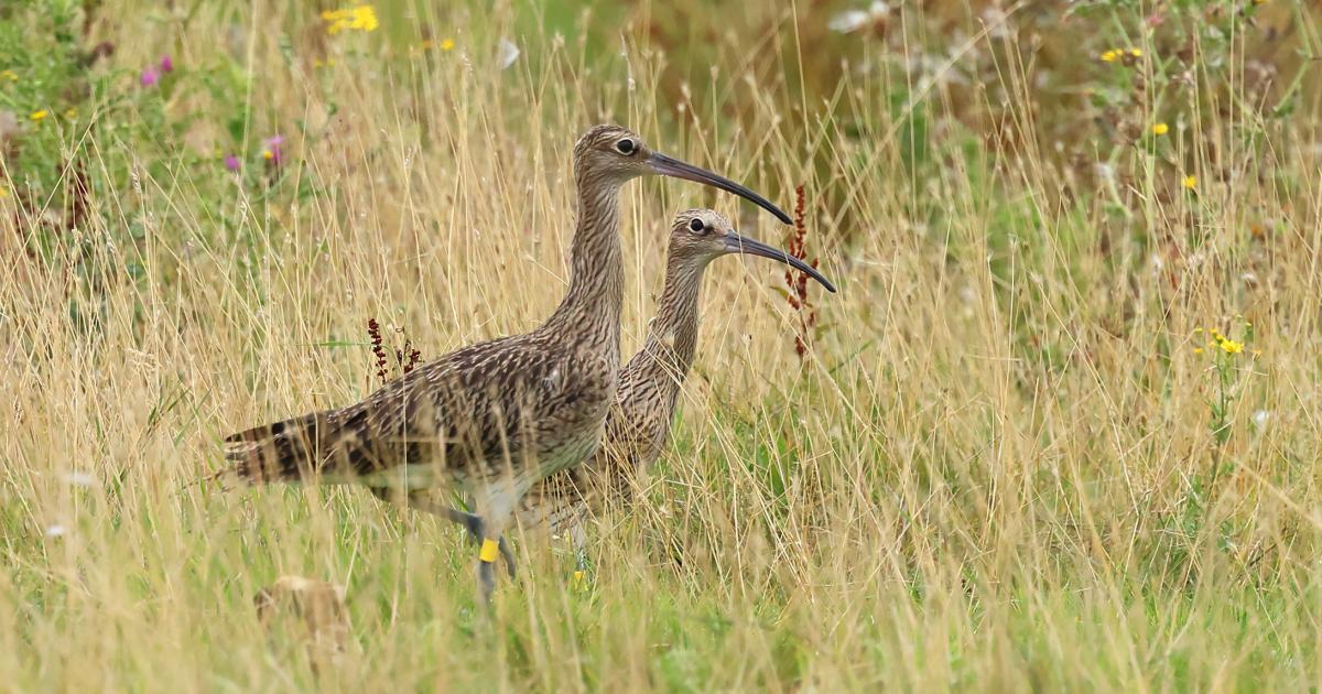 Almost 60 rare curlew have been released in Norfolk