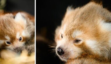 Red panda triplet cubs born at Manor Wildlife Park