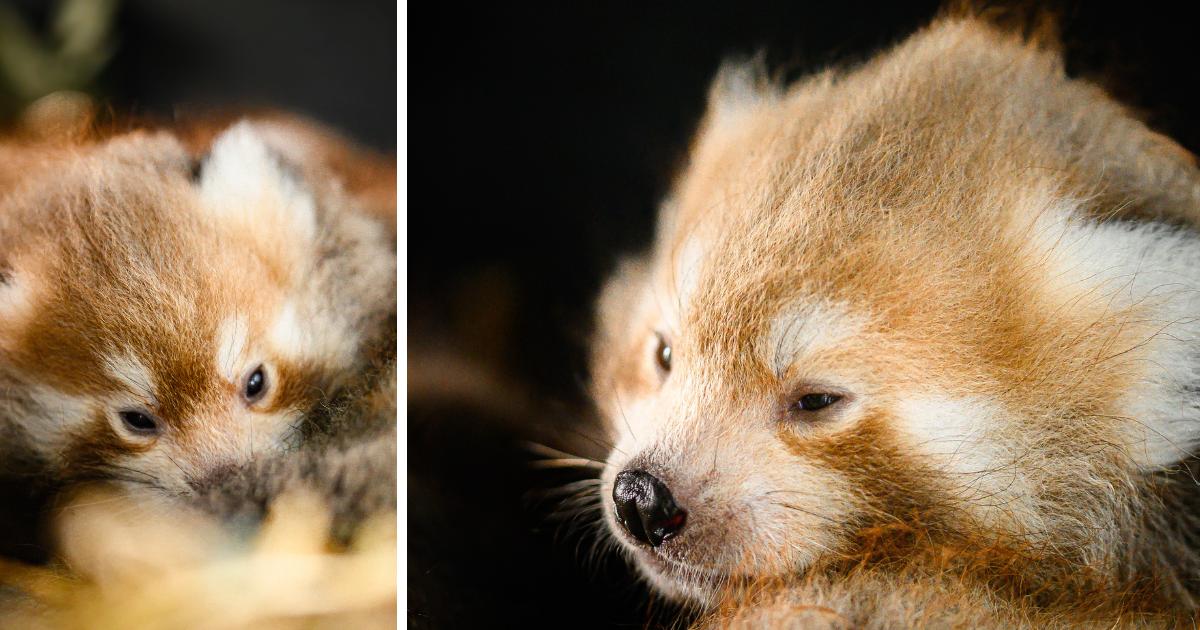 Red panda triplet cubs born at Manor Wildlife Park