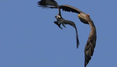 White-tailed eagle steals fish from osprey in Poole Harbour