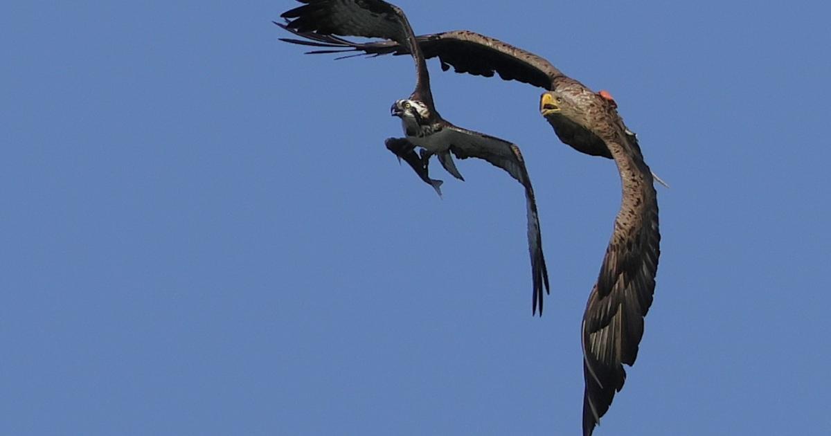 White-tailed eagle steals fish from osprey in Poole Harbour