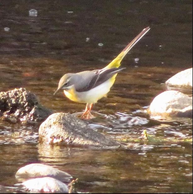 A grey wagtail pictured at Whitefield's Springwater Park by Caroline Horner
