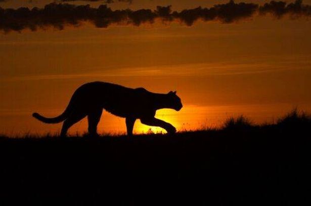 A big cat on the prowl 