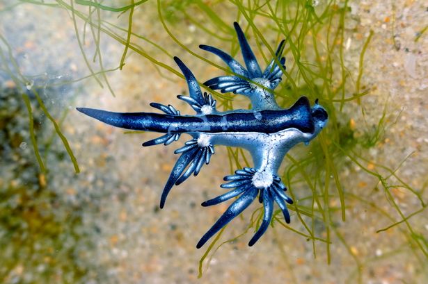 Blue Dragon, Glaucus Atlanticus, Blue Sea Slug