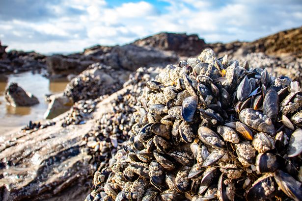 Mussels aren't the only thing to be found on the Welsh coast 