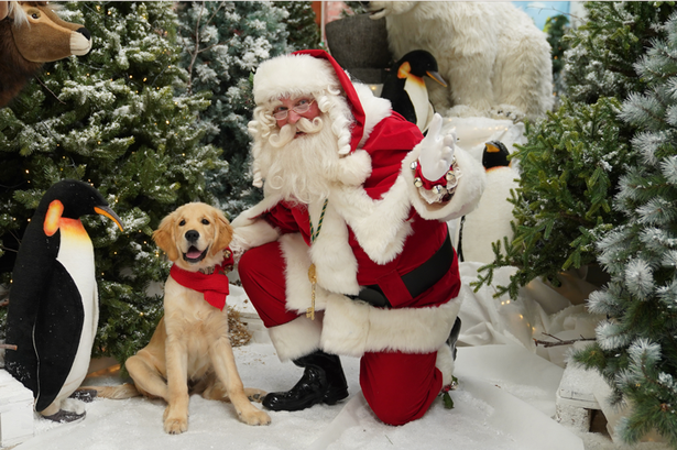Take your dog to meet Santa at Dobbies in Southport