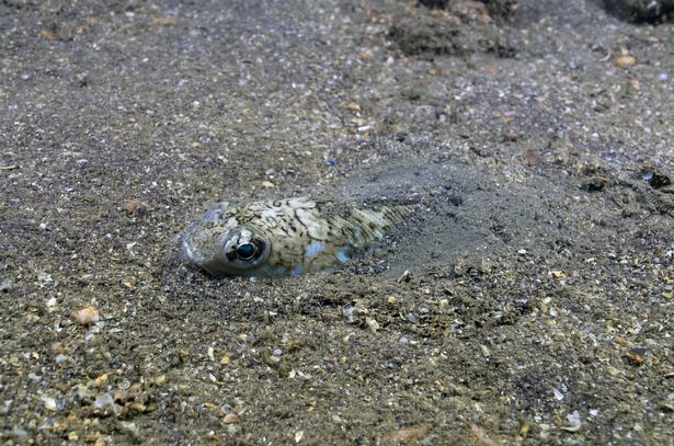 A great weever (Trachinus draco) is seen in the depths of Sea of Marmara at Izmit Bay, easternmost edge of the Sea of Marmara, in Kocaeli Province, Turkiye on January 08, 2023.
