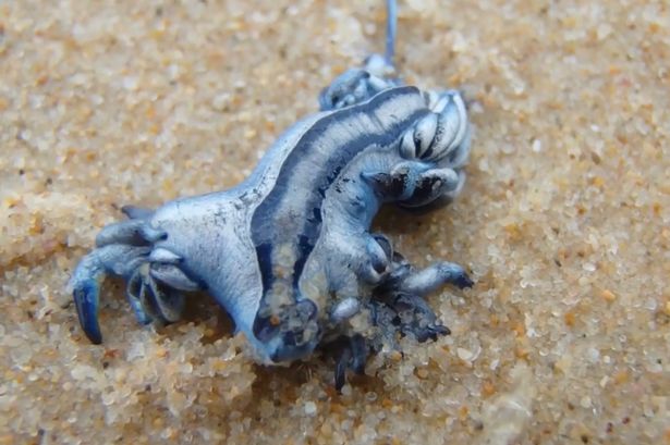 A blue dragon