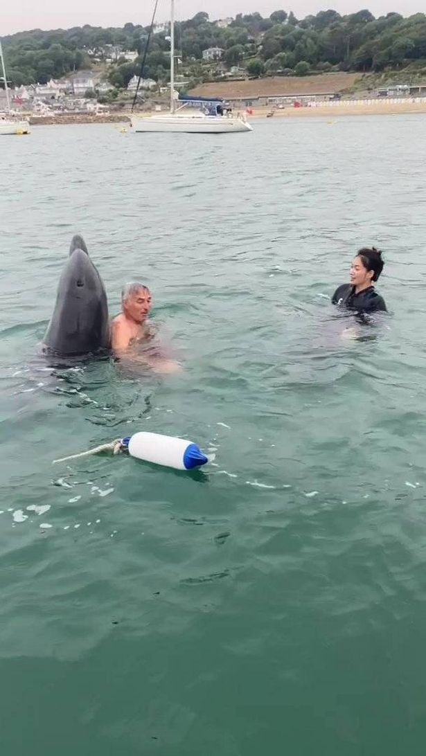 Dolphin swims with family