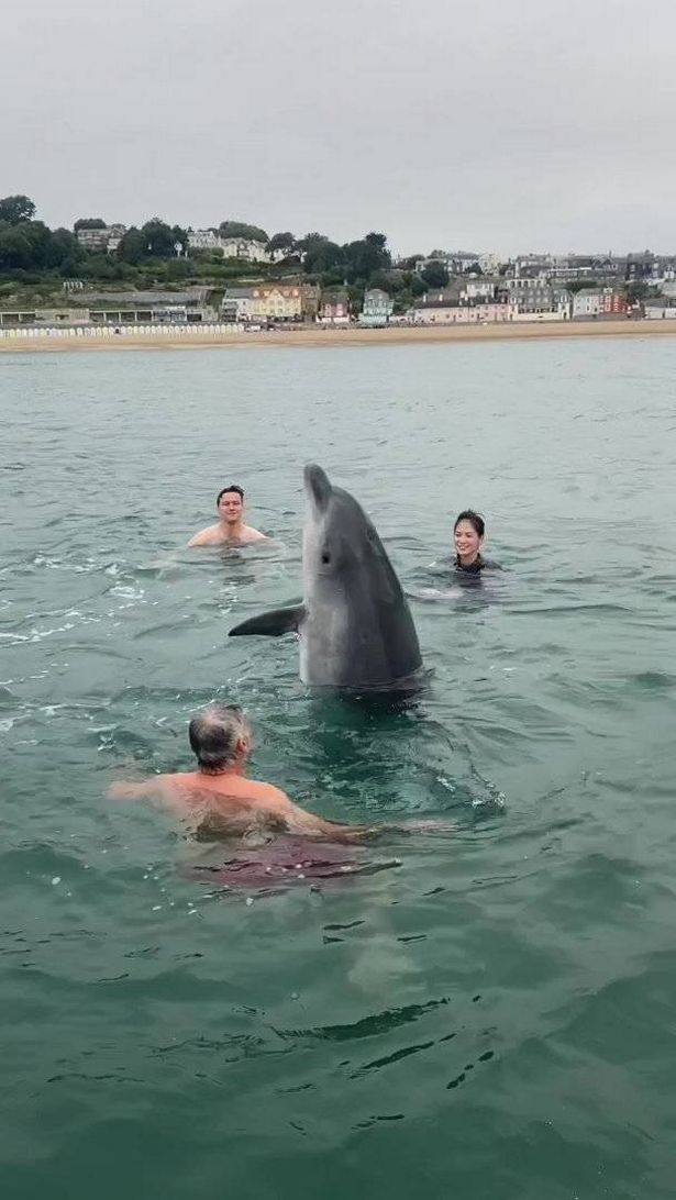 Dolphin swims with family