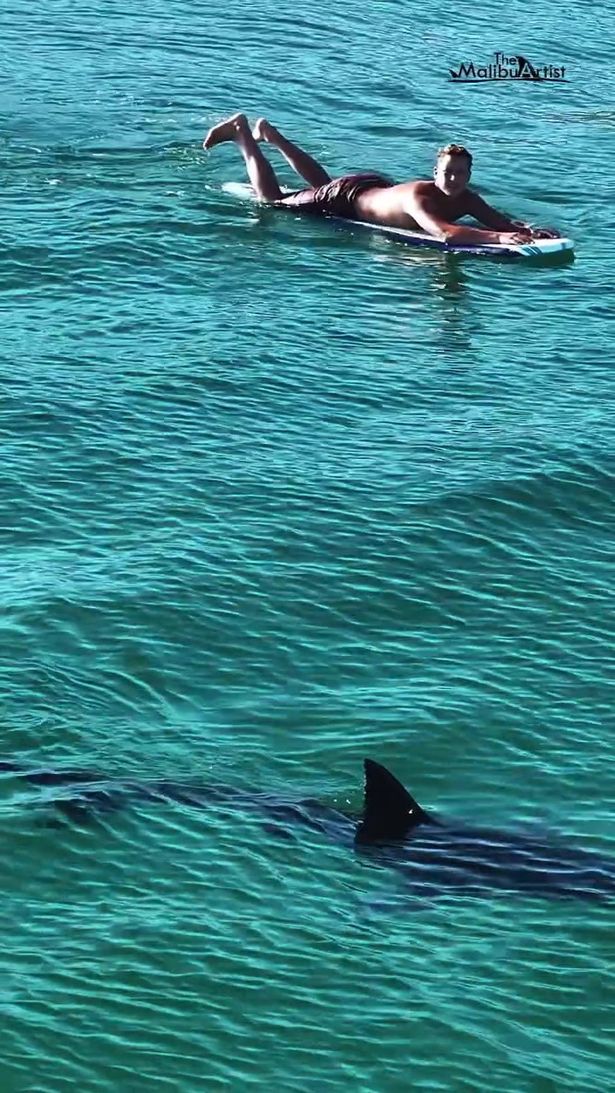 Experts say the juvenile sharks generally don’t pose a serious threat to humans