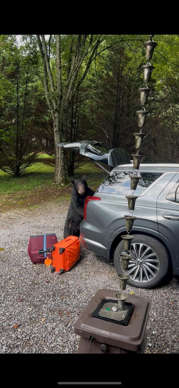 A bear climbed into their car 
