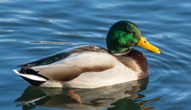 The Duck Test of 3I/ATLAS. We have no clue about alien neighbors… | by Avi Loeb | Aug, 2025