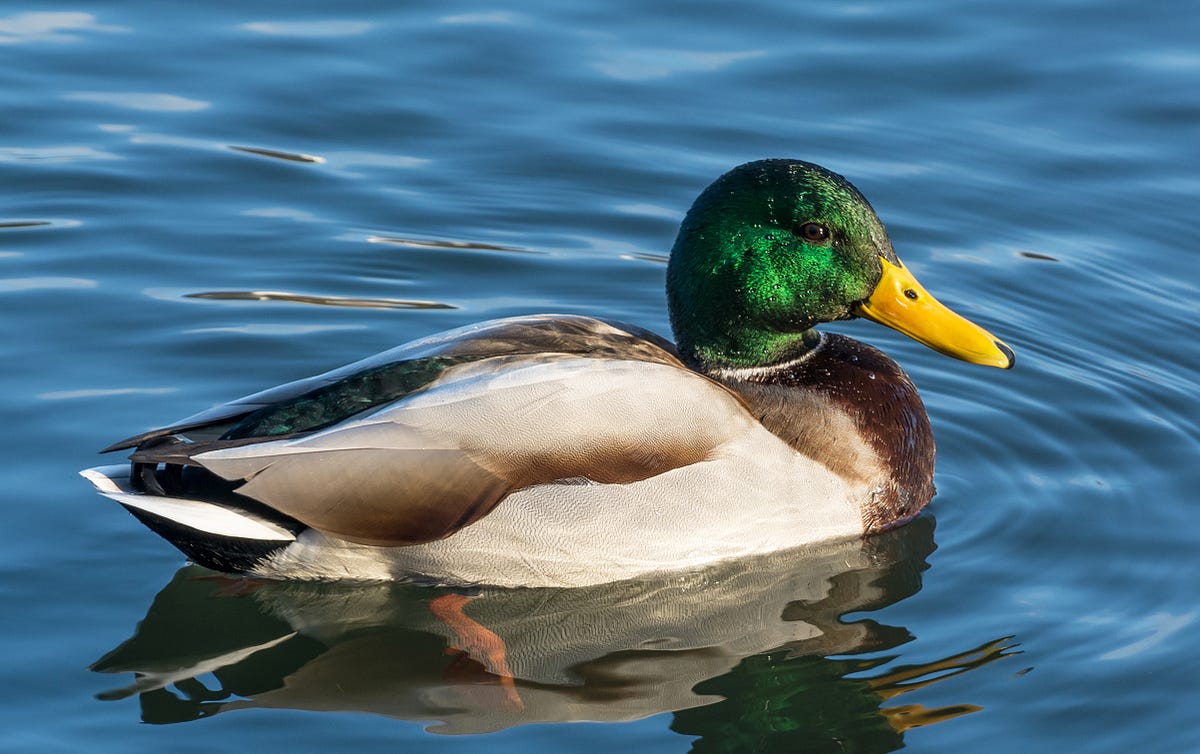The Duck Test of 3I/ATLAS. We have no clue about alien neighbors… | by Avi Loeb | Aug, 2025