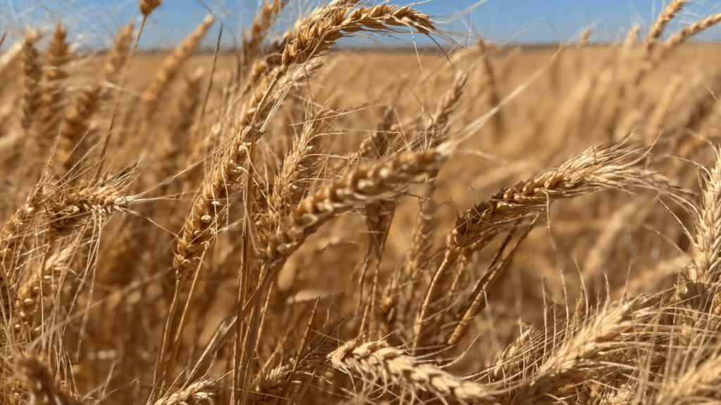 Finding the Flow: How Does Wheat Navigate Trade's Changing Reality?