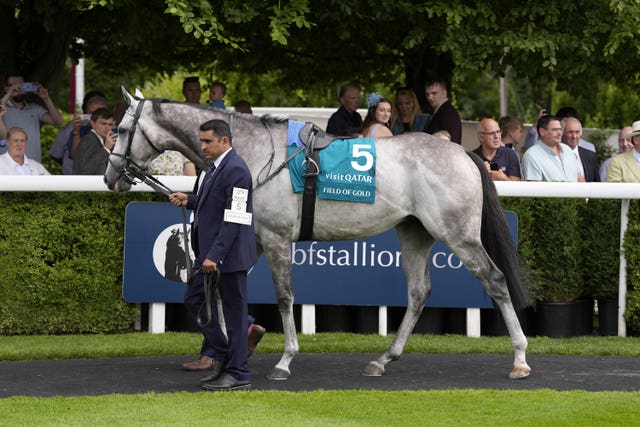Field Of Gold in the parade ring before the Sussex Stakes