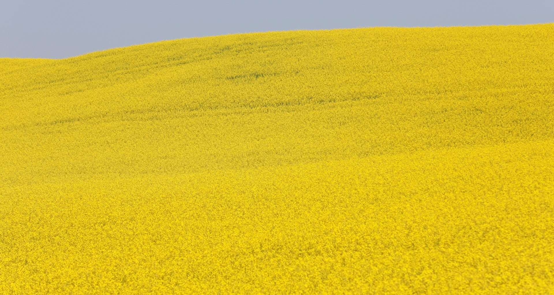 China slaps temporary duties on Canadian canola in ‘gut punch’ move | Trade War News
