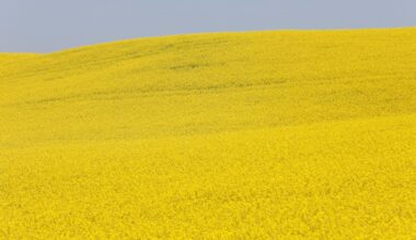 China slaps temporary duties on Canadian canola in ‘gut punch’ move | Trade War News