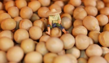 Soybeans rise after Trump says he wants China to buy more U.S. beans