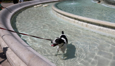 A dog stands in the Fountain Des Jacobins to cool off, in Lyon