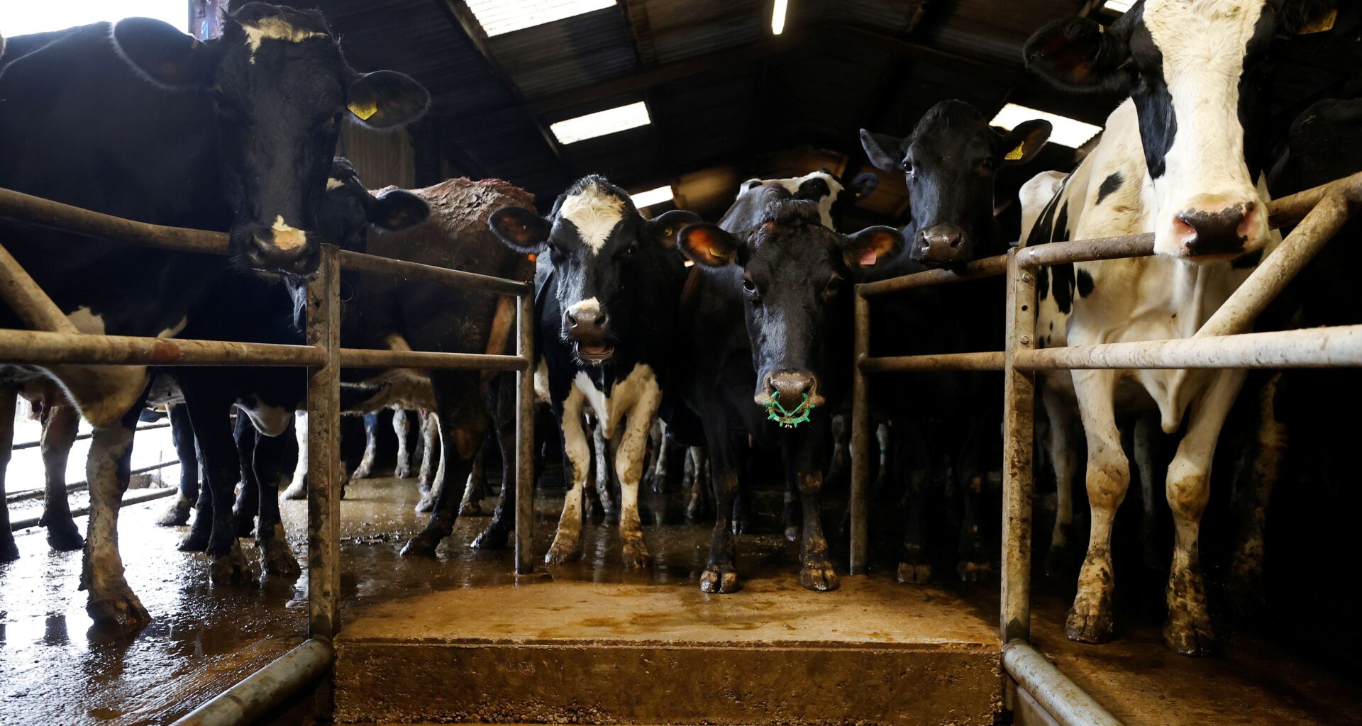 Britain cancels extra border checks for animals ahead of UK-EU deal