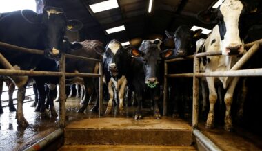 Britain cancels extra border checks for animals ahead of UK-EU deal