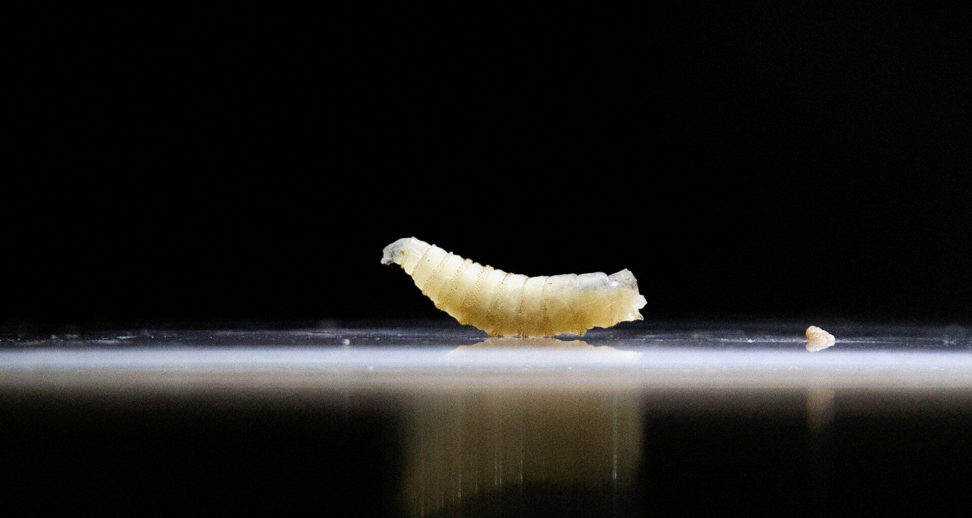 Screwworm? What’s the flesh-eating parasite found in a human in the US? | Agriculture News