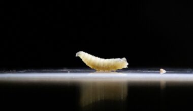 Screwworm? What’s the flesh-eating parasite found in a human in the US? | Agriculture News