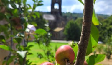 Slideshow: Kirkstall berries in August and Bramley rowan