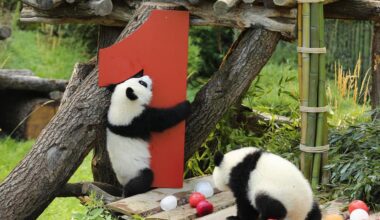 Second pair of Germany-born panda twins celebrate 1st birthday-Xinhua