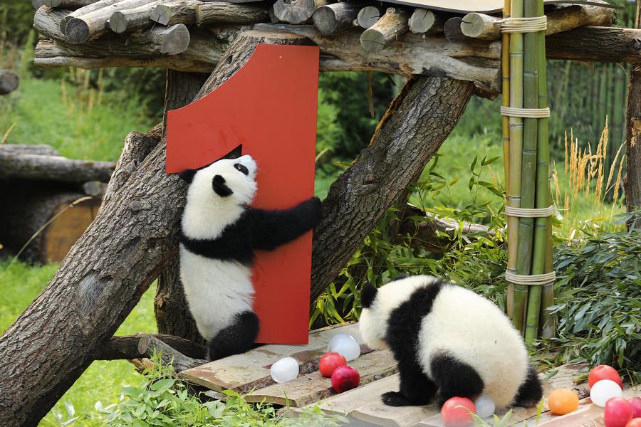 Second pair of Germany-born panda twins celebrate 1st birthday-Xinhua