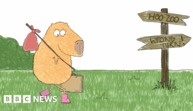 Cinnamon the capybara's 'best life' now features in cartoon