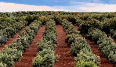 Olive Oil Times