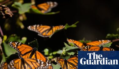 Monarch butterflies’ mass die off in 2024 caused by pesticide exposure – study | California