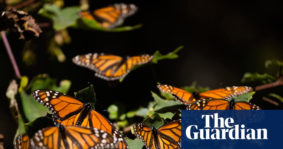 Monarch butterflies’ mass die off in 2024 caused by pesticide exposure – study | California