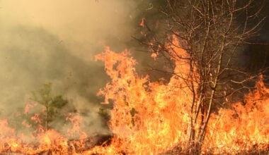 What caused wildfires in France in 2024? Natural versus human activity