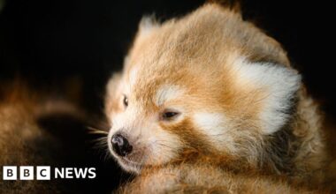 Pembrokeshire zoo welcomes three endangered red panda cubs