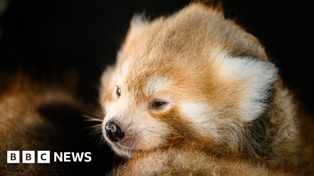 Pembrokeshire zoo welcomes three endangered red panda cubs