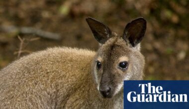 ‘I thought no one would believe me’: Wallaby sightings reported in Suffolk | Suffolk
