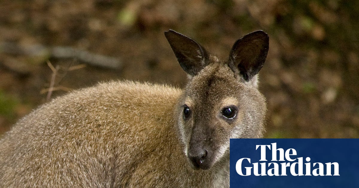 ‘I thought no one would believe me’: Wallaby sightings reported in Suffolk | Suffolk