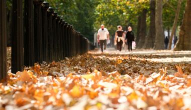 What Britain’s ‘false autumn’ means for your favourite trees