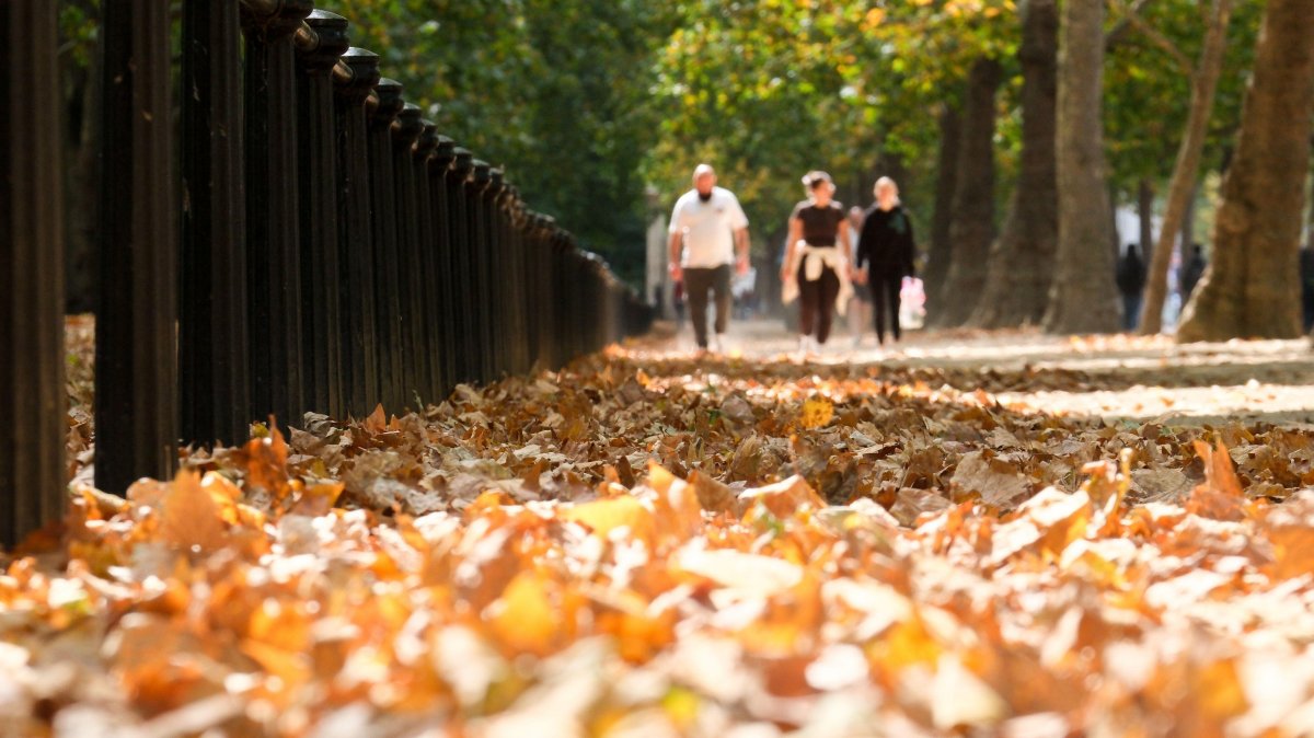 What Britain’s ‘false autumn’ means for your favourite trees