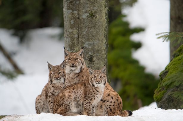 A lynx and its young