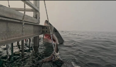 Close encounter with great white shark near Halifax sparks awe, disbelief