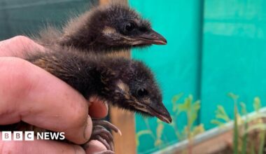 Two brown chicks are held up for the camera.  They are still fluffy and their necks are as wide as the fingers on the hand.  Their feet are about twice the size of the fingernails.
