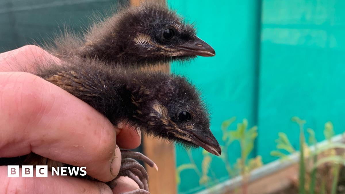 Two brown chicks are held up for the camera.  They are still fluffy and their necks are as wide as the fingers on the hand.  Their feet are about twice the size of the fingernails.